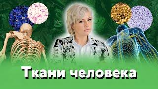 Ткани человека