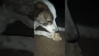 इंसानियत होना बहुत बड़ी बात है ,️@teamhelpthem #animals #doglover #viralvlogs #rajganj