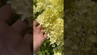 Гортензія волотиста Петіт Флорі \ Hydrangea paniculata Petite Flori