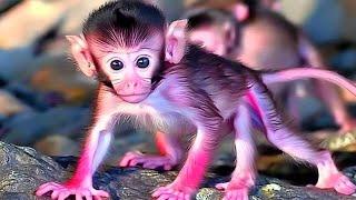 OMG! Oh...! Look! Adorable monkey baby in the wild