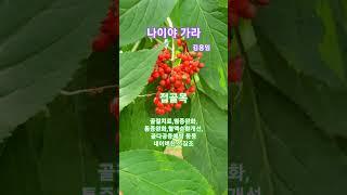 나이야 가라. 김용임. #트로트 #kculture #kcontents #kmusic #ktrot #케이트롯 #현역가왕 #접골목 #나이야가라 #김용임