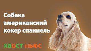 Все о породе американский кокер спаниель