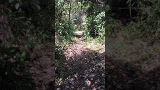 Dr Diane Davies walking in the Maya rainforest