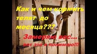 Как и чем кормить новорожденных телят до месяца???  Замеряю вес... Как приучаю к ведру???