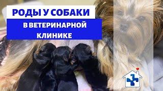 Роды у собаки. Что нужно знать о родах у собаки.  Ветеринарная клиника "КВЦ24". Крым.