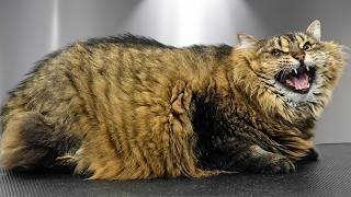 Chubby kitty, fluffy kitty, little ball of purr