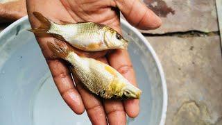 Amur common carp fish growth 