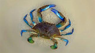 Голубой краб | Blue crab