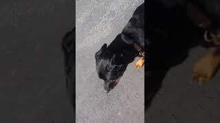 How my 115 lbs rottweiler behaves on walks