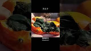 吊瓜子提取加工过程 #科普