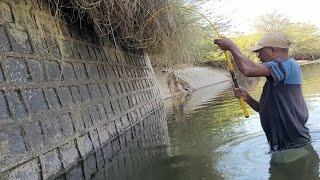 Best Baam fishing Technique|Fisherman Hunting & Catching Baam Fishes by Small hook|Unique fishing