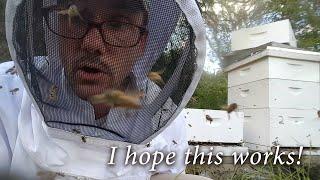 Beekeeping - Splitting an Angry Hive (Africanized Bees?)