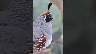 Quail Top Knot  #quail #birds #birdlovers #birdnerd #desertlife #shorts #shortsfeed