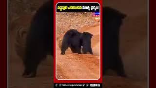 పులిని ఓడించిన తల్లి ఎలుగుబంటి || Mother Bear Fight With Tiger || #ytshorts #trendingshorts #video