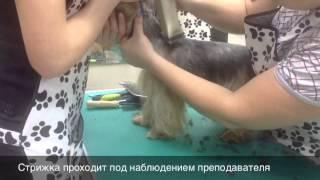 Pet Grooming Academy Milord Moscow