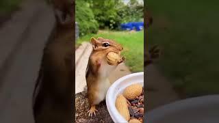 squirrel loves to eat peanut#cute gelehri#shorts#jk beauty