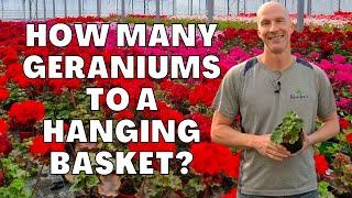 How Many Geraniums To Put In A Hanging Basket #geraniums #hangingbasket #hangingbasketplant