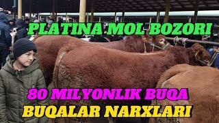 PLATINA MOL BOZORI BUQALAR NARXLARI NARXLAR YONDI BOZORDA OLOV SAVDOLAR AVJIDA