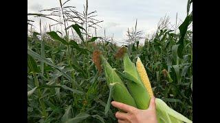 Сладкая кукуруза на початок, гибрид Турбо. Sweet corn on the cob, Turbo hybrid.