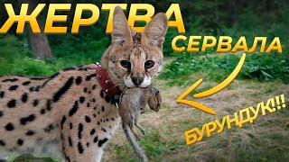 СЕРВАЛ охотится на бурундука/Serval vs a chipmunk