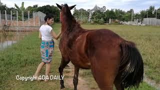 A smart girl and A Horse training at Village Farm - Horse Stallion - ADA DAILY