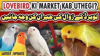 Lovebird price update 2024  | lovebirds price down | love birds market rate 2024