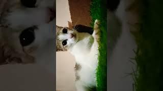 cat HD #
