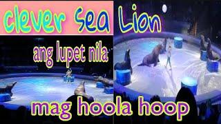 CLEVER FUNNY SEA LION SHOW | RUSSIA | Nordzray Vlog