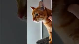 Как Сэм болелподробно в комментариях под видео⬇️ #котики #motherofcats