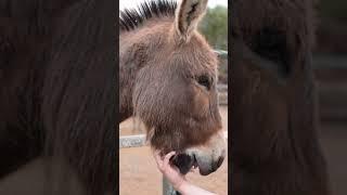 Why Mules Are Stronger Than Horses? #horse #mule #donkey