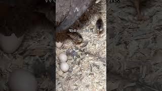 Peachicks on the homestead! #peacock #homesteading #farmanimals