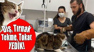 БЕЗУМНАЯ АТАКА КОШКИ! Кот-ниндзя пытается сбежать! #TheVet