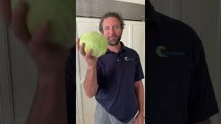 Cabbage Leaf Wrap (CLW) for JOINT PAIN!