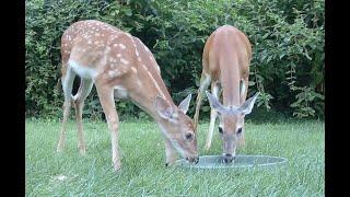 Bambi in the backyard: fawn and mom stop by for a drink