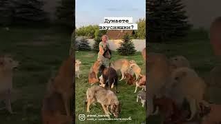 У нас прибавление детей  #животные #домашниеживотные #кошки #собаки