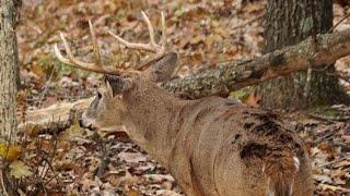 #1 Buck Bed Location To Hunt