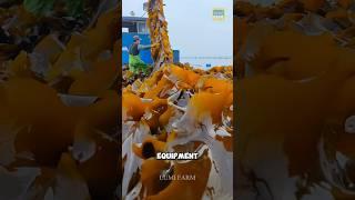How Chinese Farmers Cultivate Kelp #kelp #kelpfarm #shorts