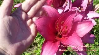 FRAGRANT FLOWERS IN THE GARDEN GARDEN AT THE COTTAGE! PINK COUNTY LILIES, A SHORT DESCRIPTION