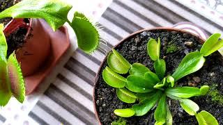 Венерина Мухоловка. Dionaea muscipula. Содержание и уход. Хищное растение.