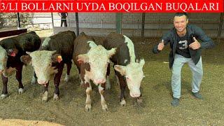 3/LI BOLLARNI UYDA BOQILGAN DEXQONCHLIK BUQALARI SHOSHILING UDAR BUQALAR