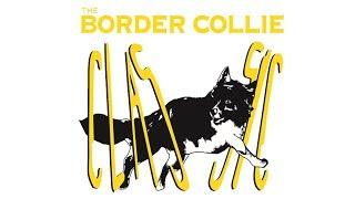 2017 Border Collie Classic: Finals Team