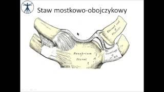 Obręcz kończyny górnej PL