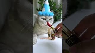 【Chef Cat ChangAn】On My Birthday, Show You A Special Talent#FunnyCatVideos #CatCookingASMR #Shorts