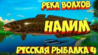 русская рыбалка 4 - Налим река Волхов - рр4 фарм Алексей Майоров russian fishing 4