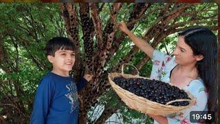 Temporada de jabuticaba- Brazilian Cleide