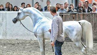 Why Arabian Steel Horses Are the Ultimate Equestrian Companion!