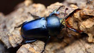 New emerged Jewel stag beetle! Lamprima Adolphinae (Beetle ASMR)