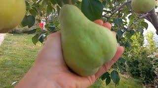 Мій сад, квіти, груші. My garden, flowers, pears.