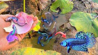 Unique Catching A Lot Crowntail Betta Double Tail, Half Sun Spadetail Betta Fish In Lotus Lake