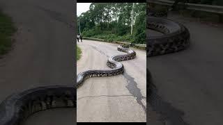 The world's largest python